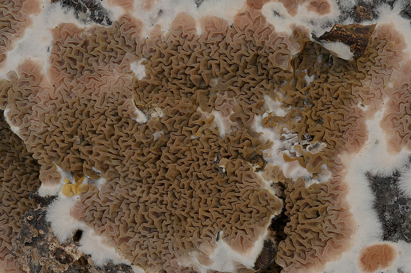 Serpula himantioides